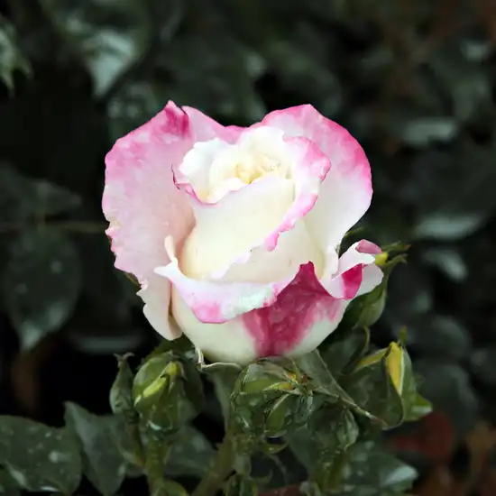 Rosa Mami - alb - trandafir de parc